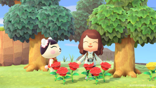 ジャスミン　離島